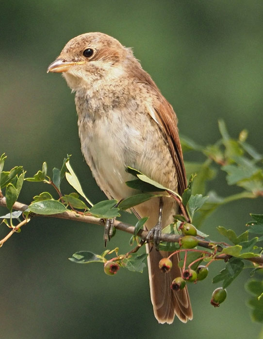 Neuntöter, Lanius collurio